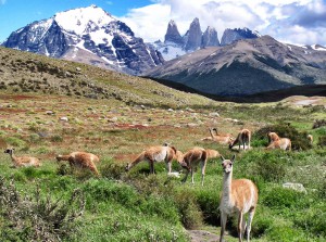 Torres_del_paine_turnagain