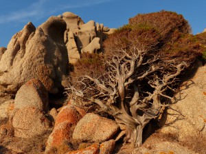 Sardinien_capo