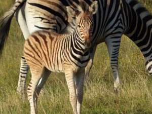 zebras_gondwana_turnagan