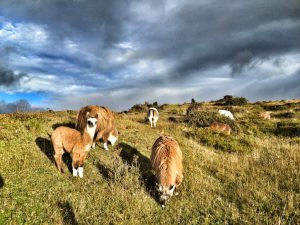 Lama_Cotopaxi_turnagain