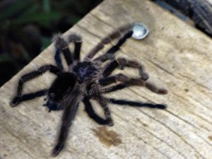 Tarantula_amazonas_ecuador_turnagain