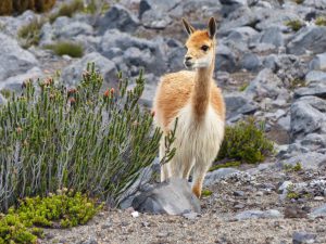 Vicuna_Chimborazo_ecuador_turnagain