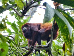 big_monkey_ecuador_turnagain