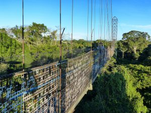 canopy_walk_amazonas_ecuador_turnagain