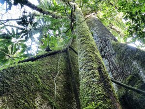 kapok_tree_ecuador_turnagain