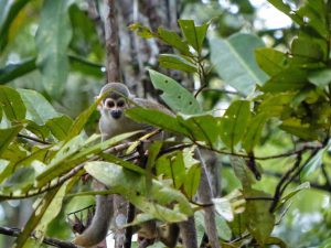 monkey_amazonas_turnagain