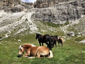 Pferde_Südtirol_turnagain