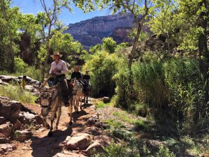 indian_gardens_grand_canyon_turnagain