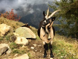 bergziege_spronser_see_turnagain